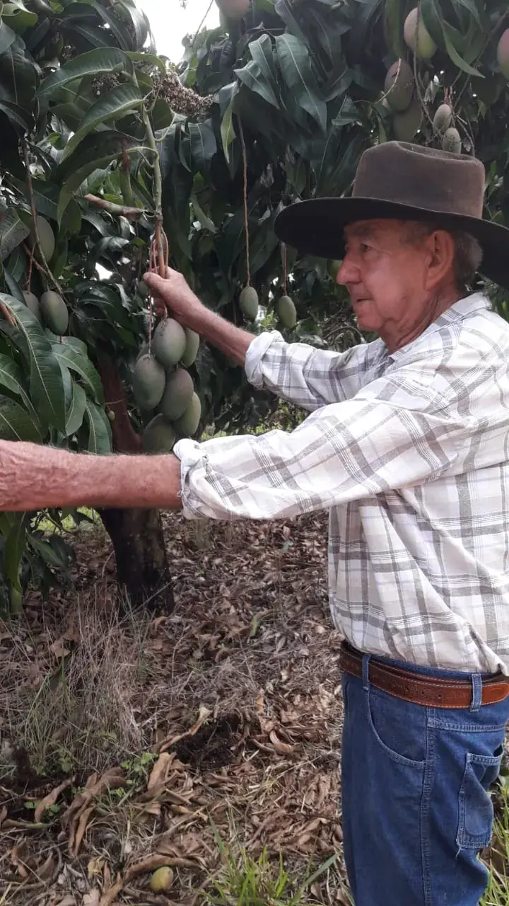 Sr. Airton Perez Gallindo selecionando mangas Palmer no pomar da família Gallindo